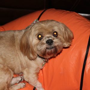 Meet your Posher, Sammy